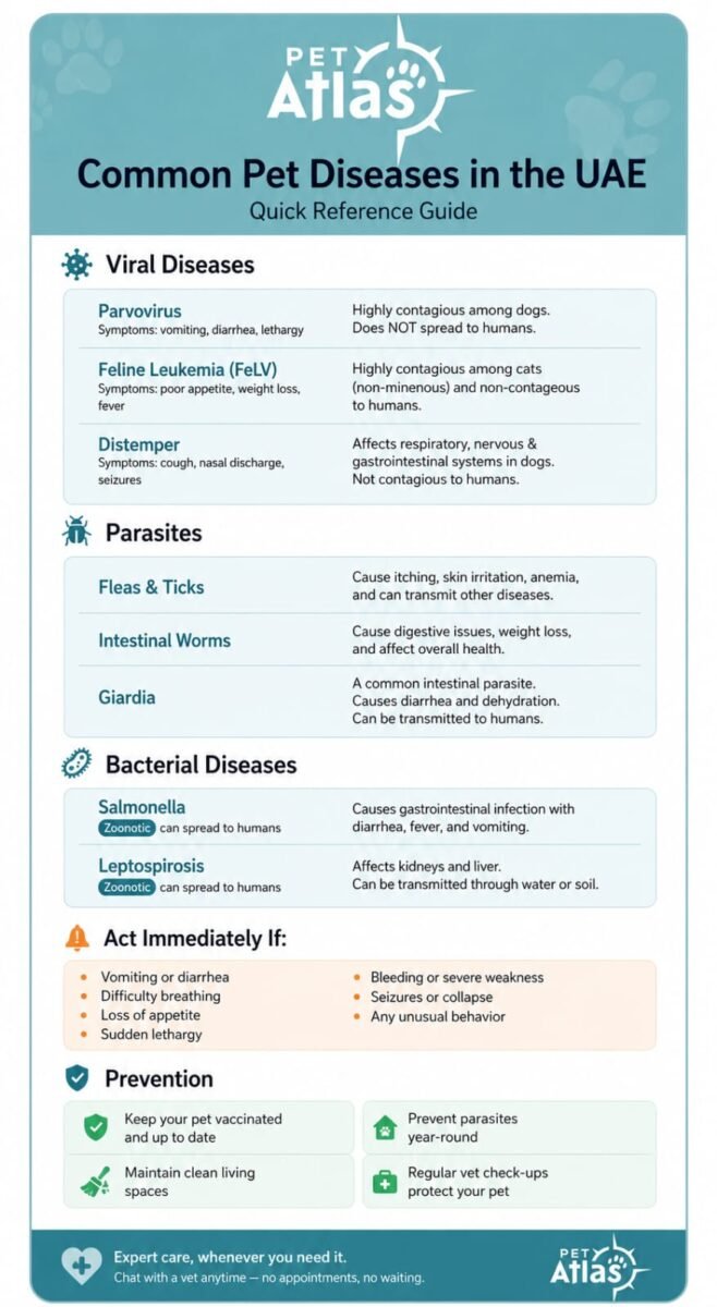 Infographic summarizing common pet diseases in the UAE — symptoms, warning signs, and prevention tips | Pet Atlas