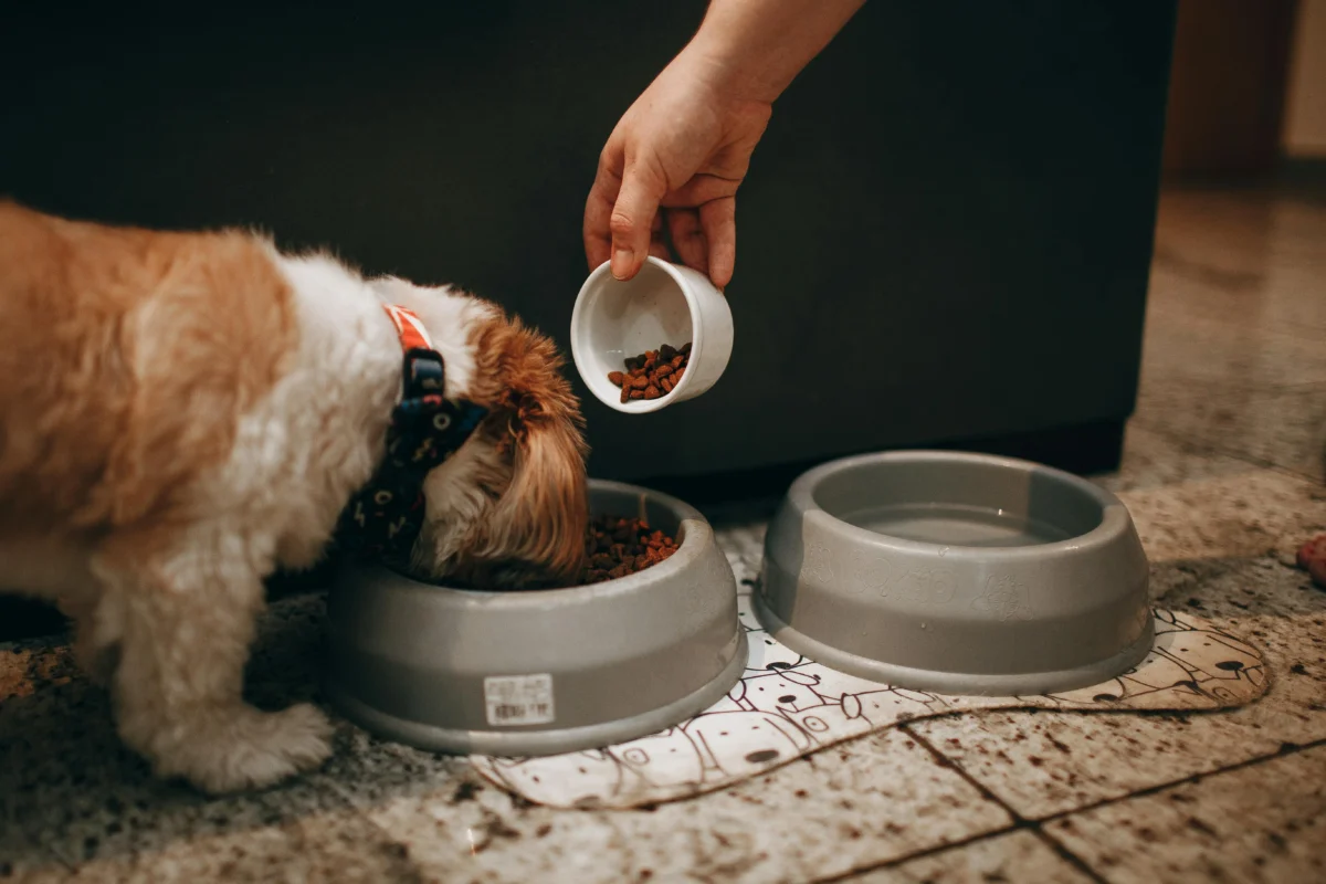 pet nutrition mistakes to avoid\ أخطاء تغذية الحيوانات الأليفة يجب تجنبها