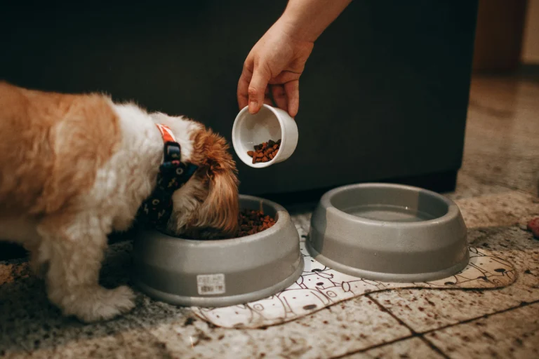 pet nutrition mistakes to avoid\ أخطاء تغذية الحيوانات الأليفة يجب تجنبها
