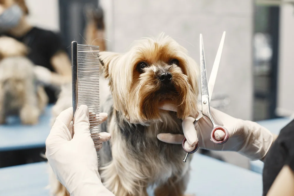 dog grooming in dubai.