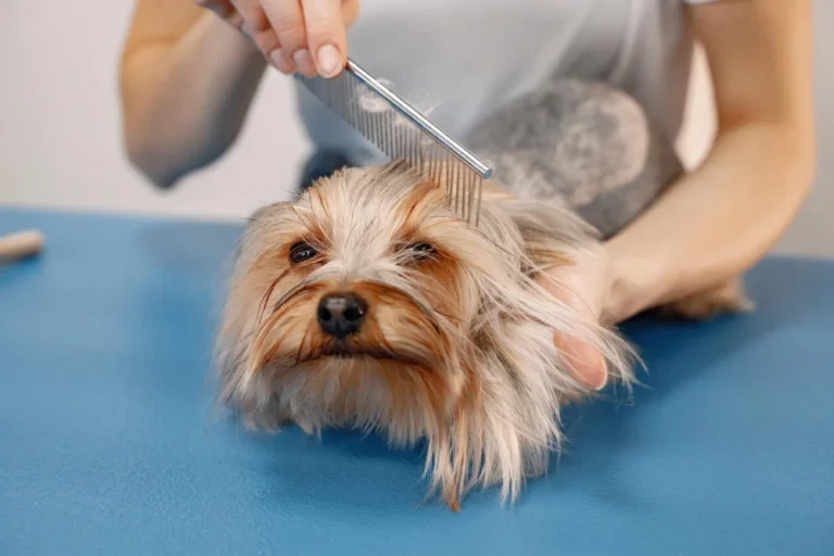 dog grooming in dubai