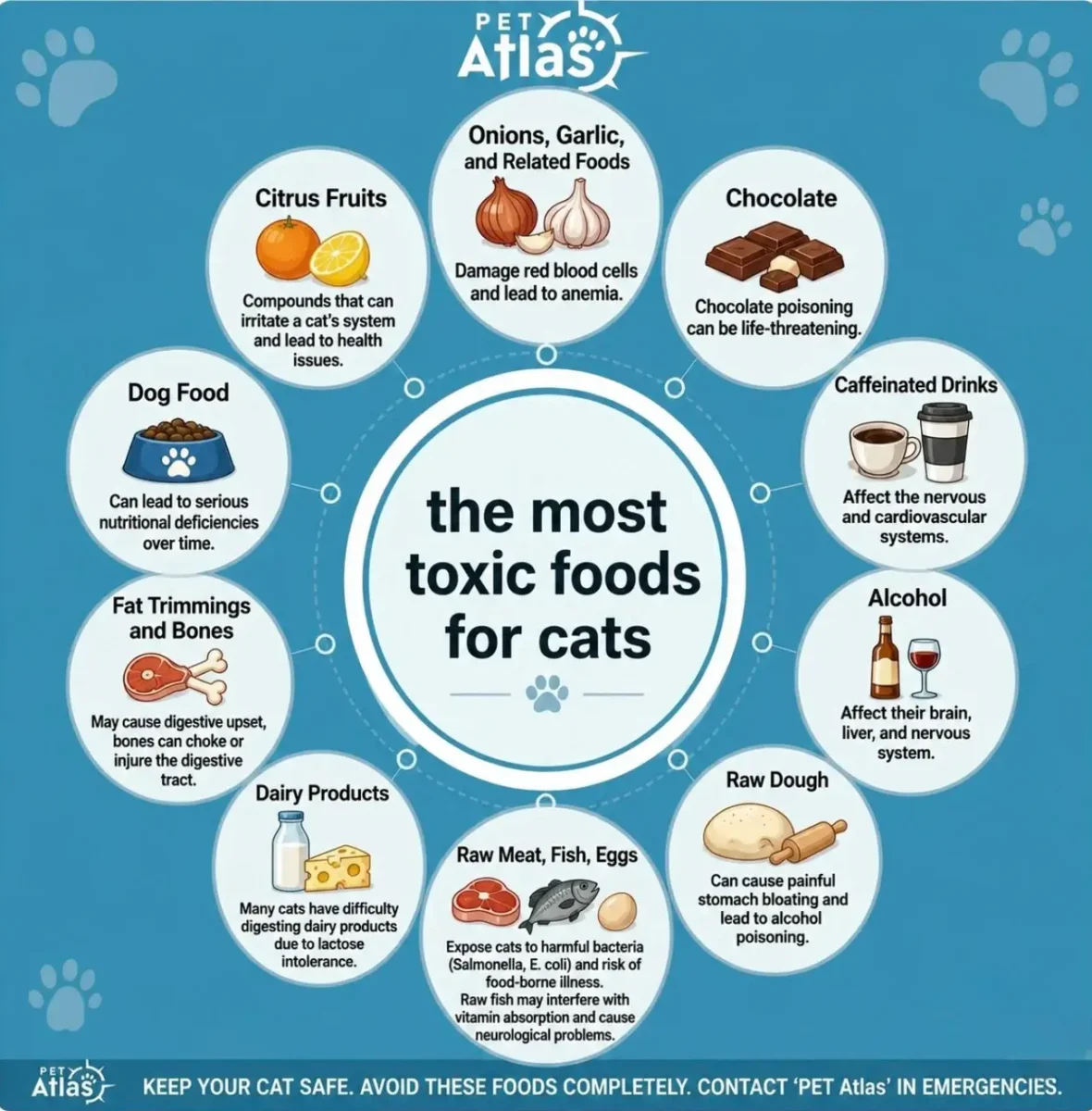 toxic foods for cats