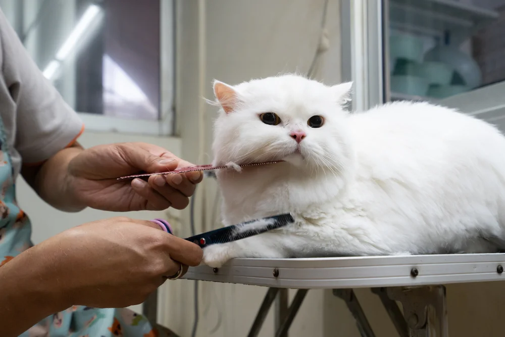 cat grooming in Dubai