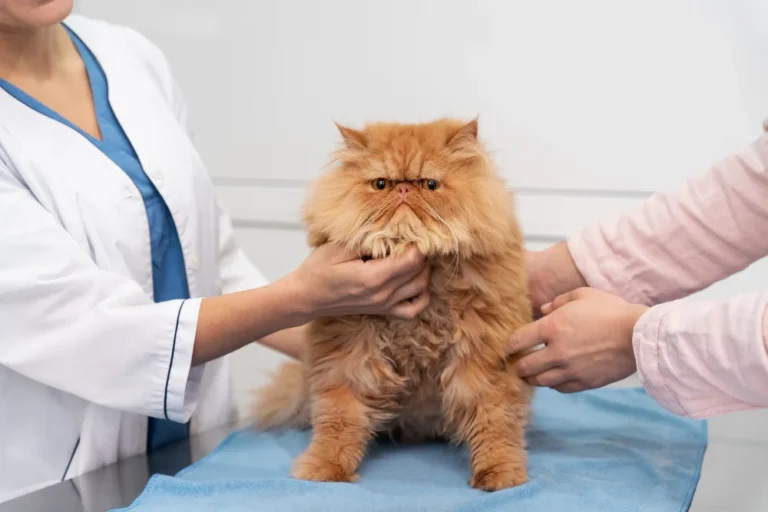 obesity in cats