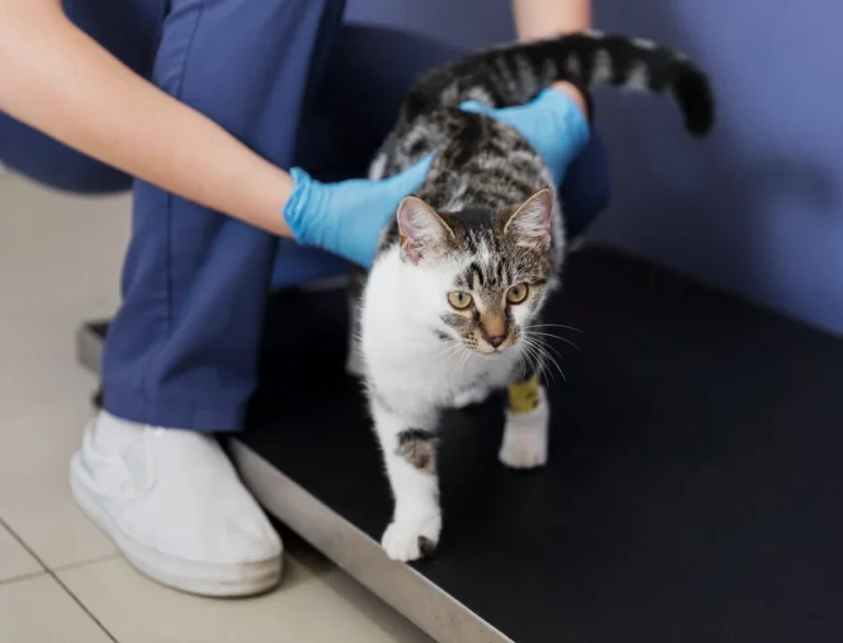 worms in cats