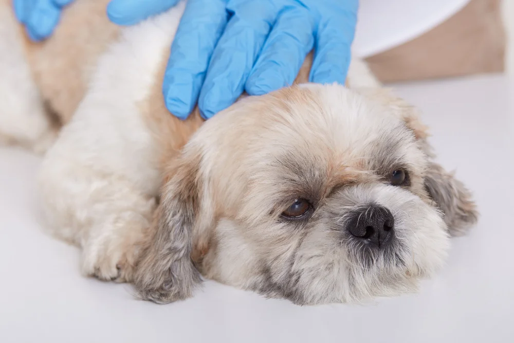 worms in dogs
