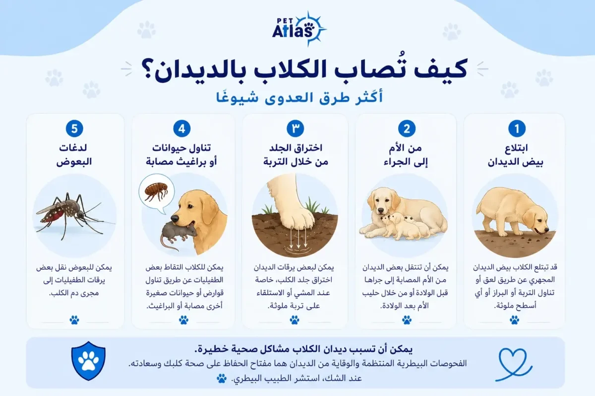 الديدان عند الكلاب