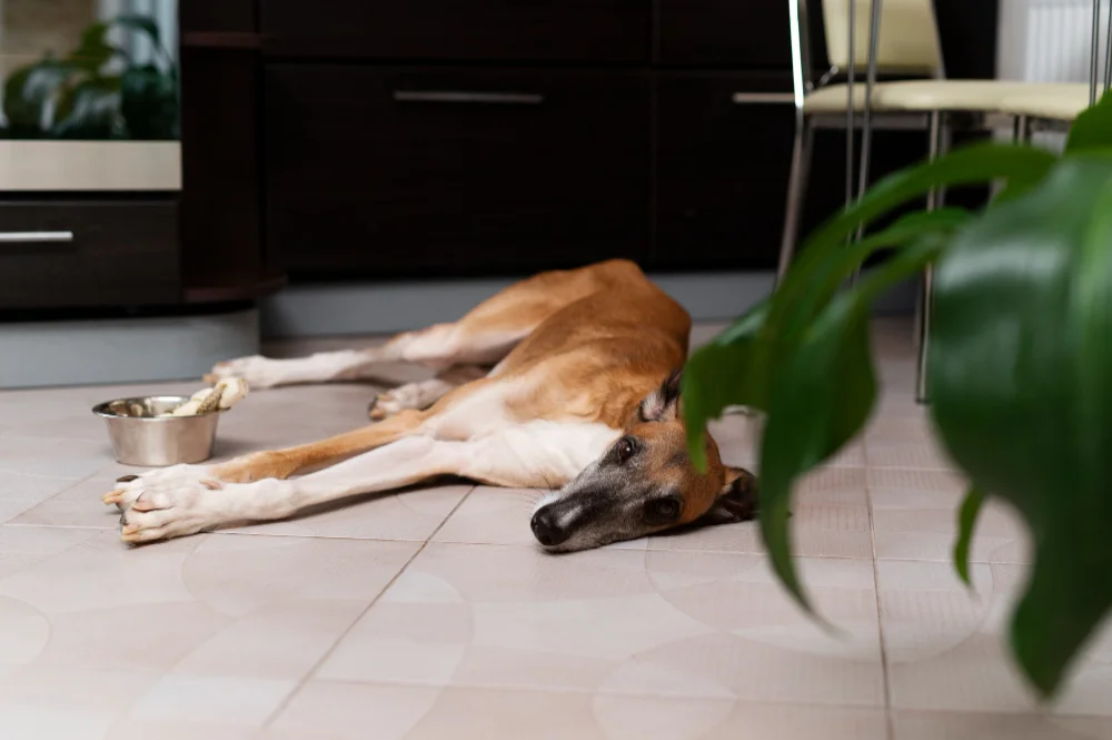 dog vomiting