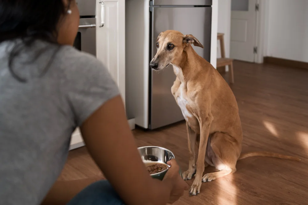 dog loss of appetite