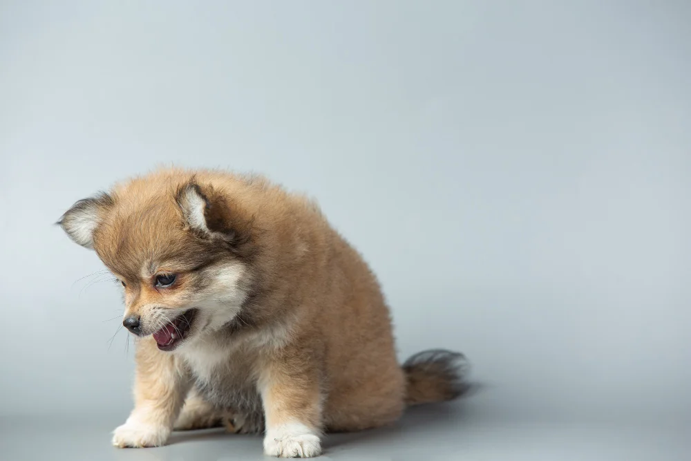 dog vomiting