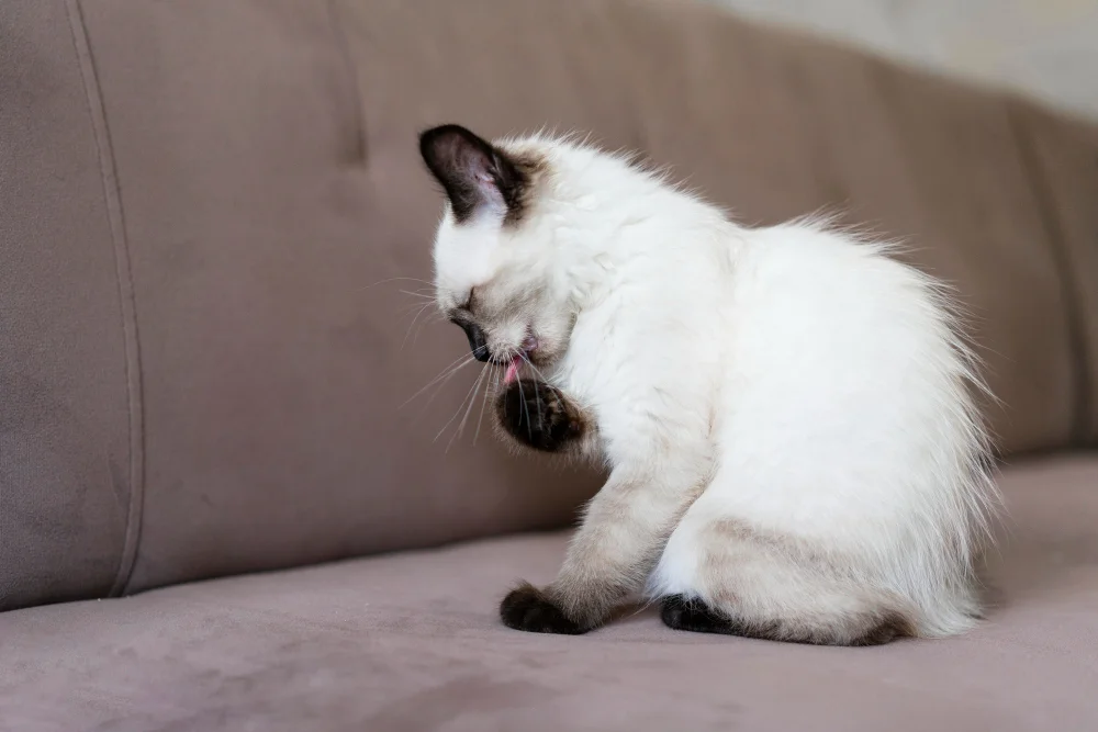 cat vomiting